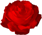 Red Rose Transparent PNG Clip Art Image