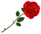 Red Rose Transparent PNG Clipart