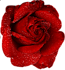 Red Rose With Dew Clipart