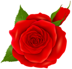 Red Rose and Bud Transparent PNG Clip Art