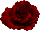 Red Rose with Brokat Clipart Picture