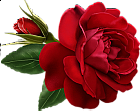 Red Rose with Bud Painted Clipart