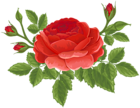 Red Rose with Buds PNG Clip Art Image