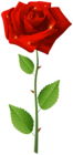 Red Rose with Steam Transparent Image