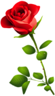 Red Rose with Stem PNG Clipart Image
