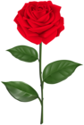 Red Rose with Stem Transparent Clipart