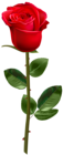 Red Rose with Stem Transparent Image