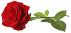 Red Rose with Stem Transparent PNG Clip Art Image