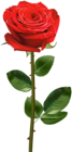 Red Rose with Stem Transparent PNG Image