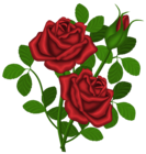 Red Roses PNG Picture Clipart