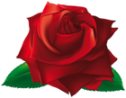 Red Single Rose PNG Clipart Image