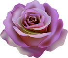Rose Beautiful Transparent Clipart