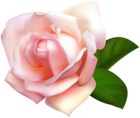 Rose Beautiful Transparent PNG Image