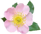 Rose Blossom PNG Transparent Clip Art Image