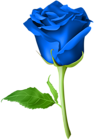 Rose Blue Transparent PNG Clip Art Image