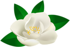 Rose Bush Flower Transparent Clip Art Image 