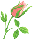 Rose Clip Art Image