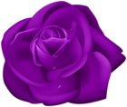 Rose Dark Purple PNG Clipart