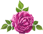 Rose Decorative Pink Transparent Image