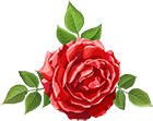 Rose Decorative Red Transparent Image