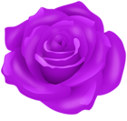 Rose Flower PNG Transparent Clipart