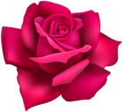 Rose Flower Pink Clip Art Image