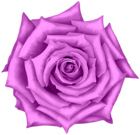 Rose Flower Pink PNG Clipart