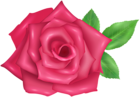 Rose Flower Pink Transparent Image