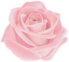 Rose Flower Pink Transparent PNG Clip Art Image
