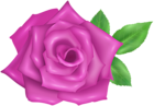 Rose Flower Purple Transparent Image