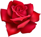 Rose Flower Red Clip Art Image