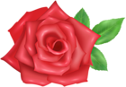 Rose Flower Red Transparent Image