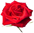 Rose Flower Red Transparent PNG Image