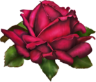 Rose PNG Art