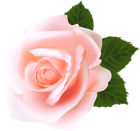 Rose PNG Clip Art