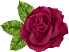 Rose PNG Clip Art Image