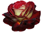 Rose PNG Clipart Image