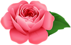 Rose PNG Decorative Clipart