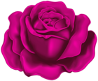 Rose PNG Fuchsia Clipart