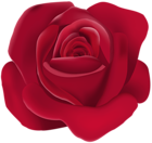 Rose PNG Image