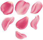 Rose Petal Set Pink Transparent Clip Art