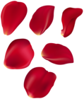 Rose Petal Set Red Transparent Clip Art