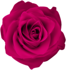 Rose Pink Clip Art Image 
