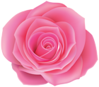 Rose Pink Clip Art Image