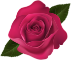 Rose Pink Clip Art PNG Image