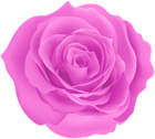 Rose Pink Color PNG Clipart