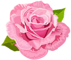 Rose Pink Deco PNG Clip Art Image