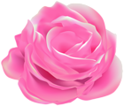 Rose Pink Decorative Transparent Image