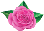 Rose Pink PNG Clip Art Image