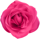 Rose Pink Transparent PNG Clip Art